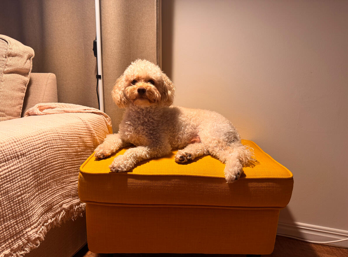 Ted the dog lounging on a mustard ottoman in his new home, looking entirely at ease. Ted the dog lounging on a mustard ottoman in his new home, looking entirely at ease.