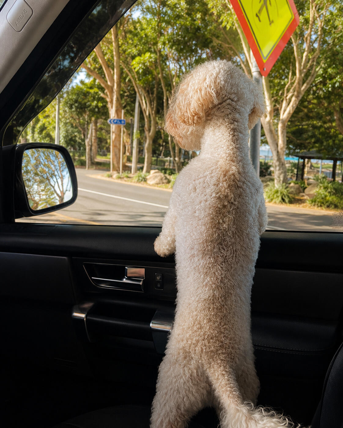 dog looking out of car window