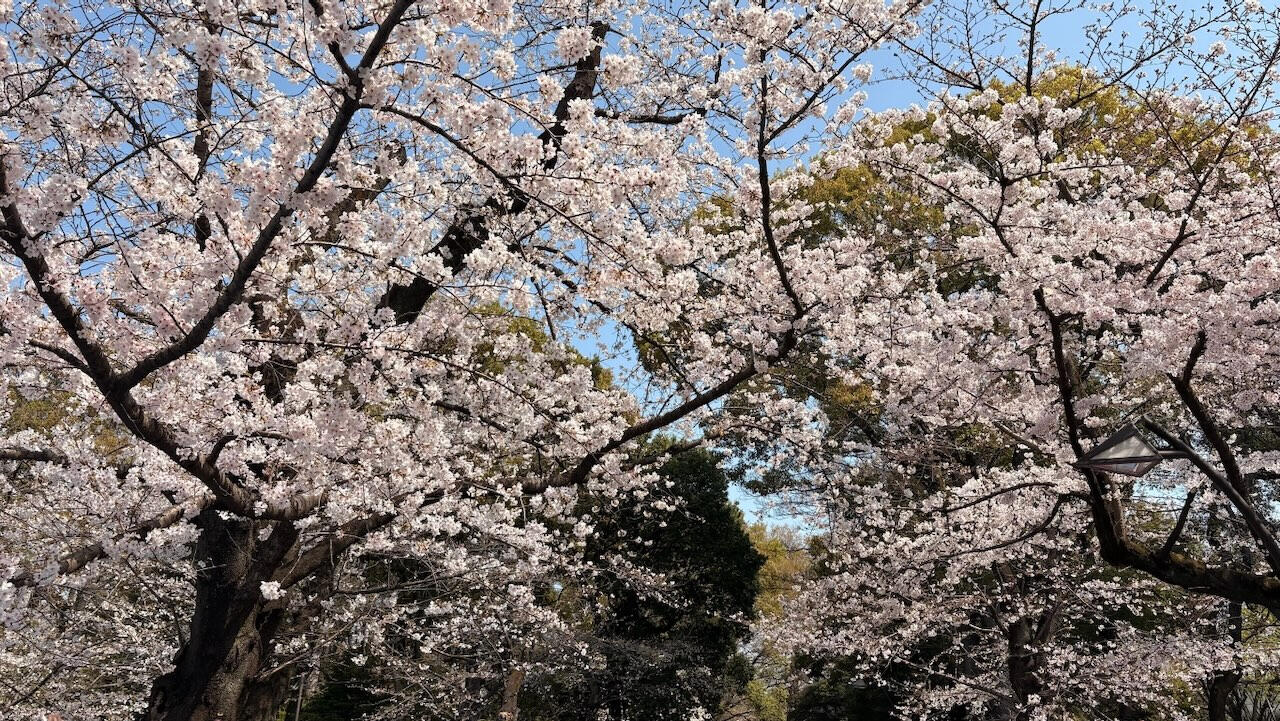 Cherry blossom in Tokyo.